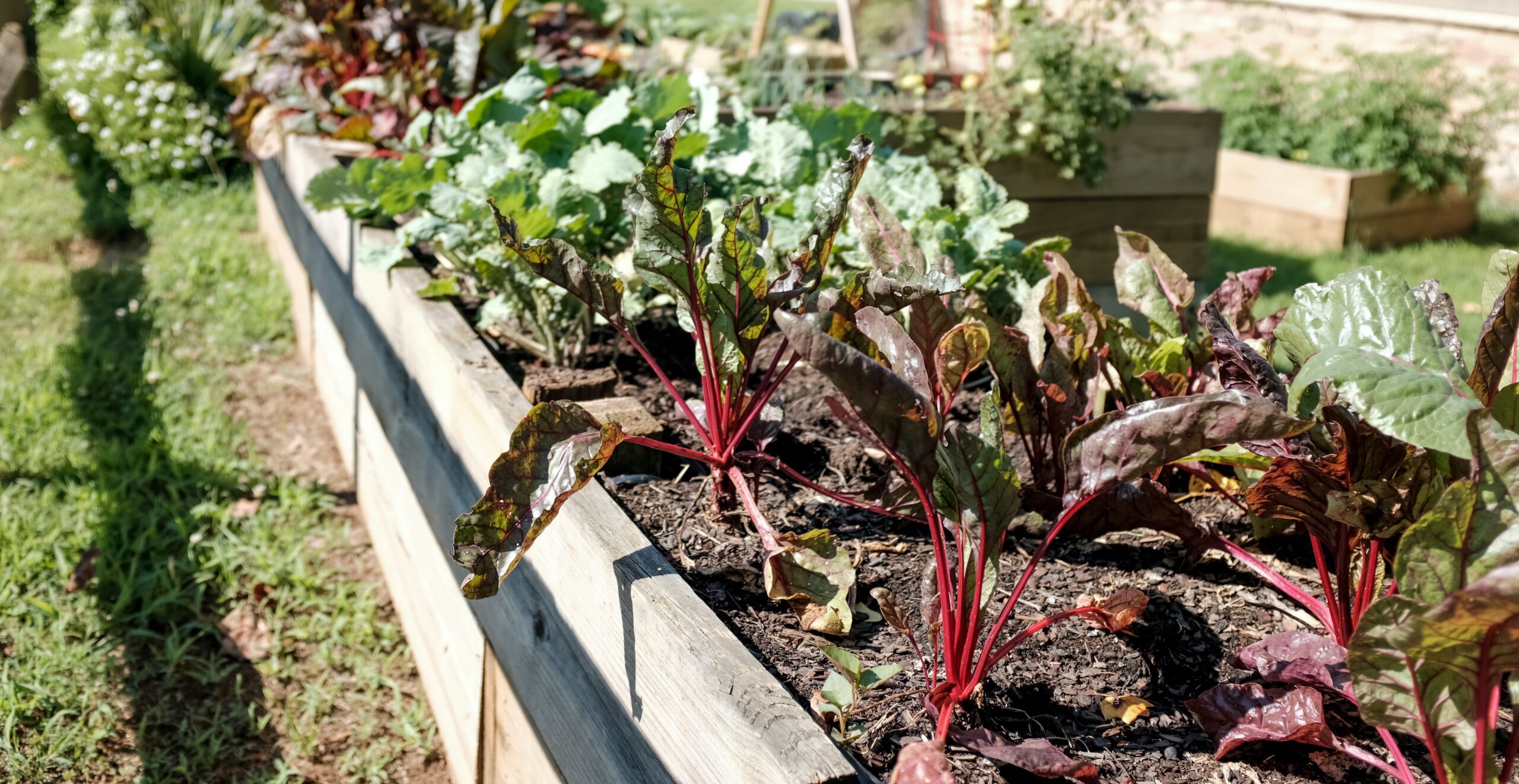 Victory Garden Blog Cover Photo
