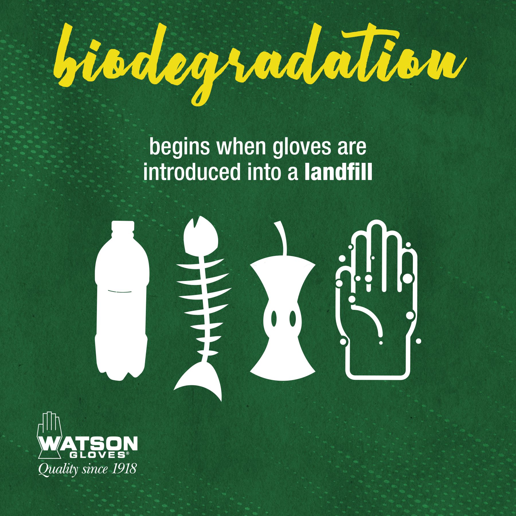 Green Monkey Infographic - Biodegradation Begins When Gloves are Introduced into a Landfill Green Monkey Infographic - Biodegradation Begins When Gloves are Introduced into a Landfill