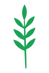 Leaves Green