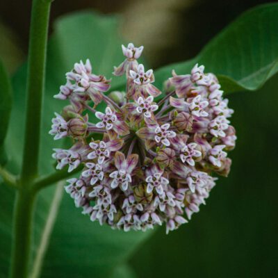 Milkweed-Native-Plants-Watson-Gloves